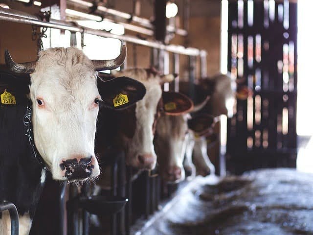 Chinese Group intends to invest $500mn in Pakistan's livestock sector